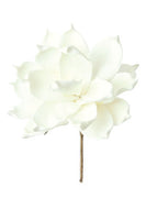 White Foam Flower